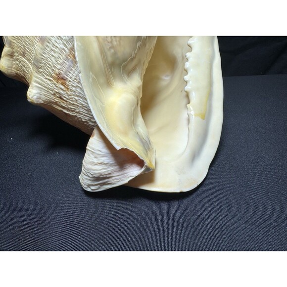 Queen Helmet Conch Sea Shell Cassis Cornuta 9" Nautical Coastal Decor 2.1 lbs - Picture 8 of 12
